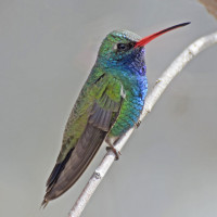 Broad-billed Hummingbird
